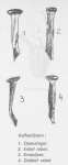 Desnerck (1976, fig. 497) Desnerck (1976, fig. 497)