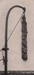 Gilson (1914, fig. 012) Gilson (1914, fig. 012)