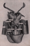 Gilson (1914, fig. 071)