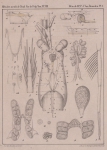 Van Beneden (1861, pl. 01) Van Beneden (1861, pl. 01)