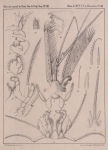 Van Beneden (1861, pl. 03) Van Beneden (1861, pl. 03)