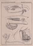 Van Beneden (1861, pl. 05) Van Beneden (1861, pl. 05)