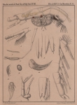 Van Beneden (1861, pl. 06) Van Beneden (1861, pl. 06)
