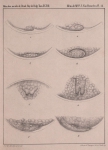 Van Beneden (1861, pl. 09) Van Beneden (1861, pl. 09)