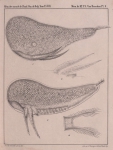 Van Beneden (1861, pl. 10) Van Beneden (1861, pl. 10)