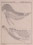 Van Beneden (1861, pl. 11) Van Beneden (1861, pl. 11)