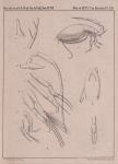 Van Beneden (1861, pl. 12) Van Beneden (1861, pl. 12)