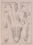 Van Beneden (1861, pl. 15) Van Beneden (1861, pl. 15)