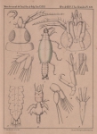 Van Beneden (1861, pl. 16) Van Beneden (1861, pl. 16)