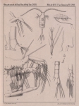 Van Beneden (1861, pl. 18) Van Beneden (1861, pl. 18)