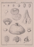 Van Beneden (1861, pl. 20) Van Beneden (1861, pl. 20)