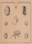 Van Beneden (1861, pl. 21) Van Beneden (1861, pl. 21)