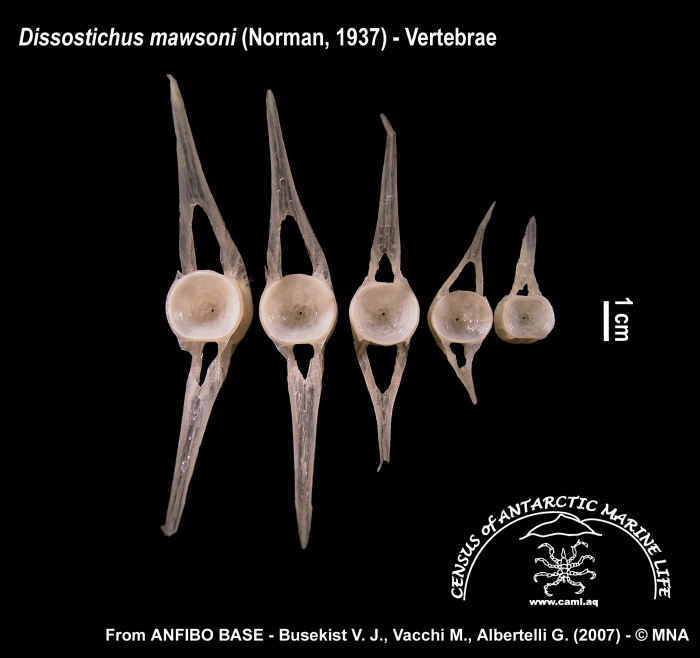 Dissostichus mawsoni (vertebrae)