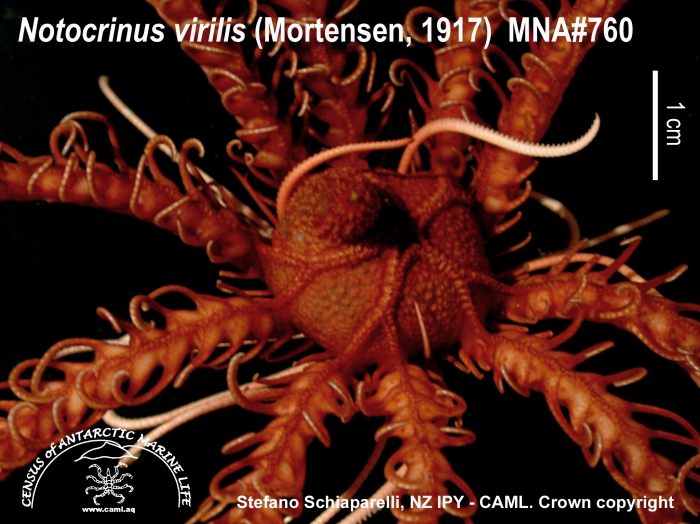 Notocrinus virilis 2