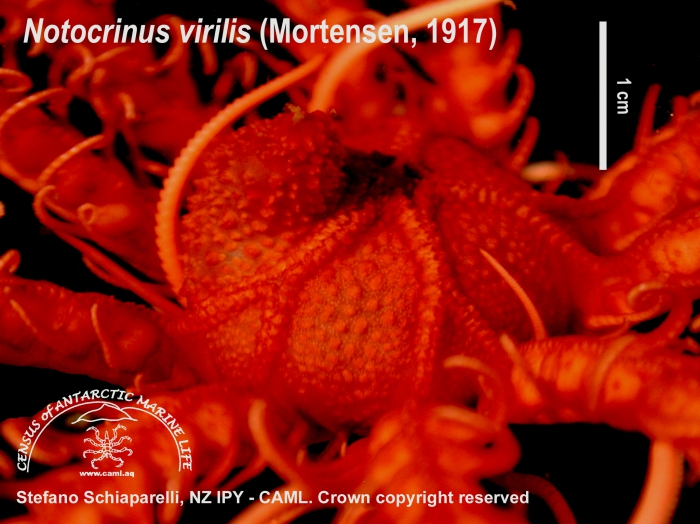 Notocrinus virilis 3