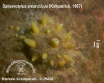 Sphaerotylus antarcticus 1