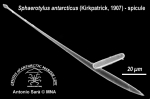 Sphaerotylus antarcticus (spicule) 4