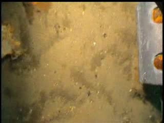 Close up: Belgische zeebodem