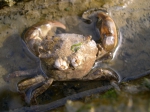 Hemigrapsus takanoi