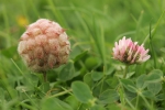 Aardbeiklaver (Trifolium fragiferum)