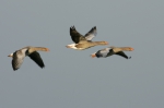 Zee- & Kustvogels