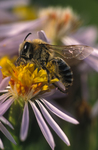 schorzijdebij (Colletes halophilus)