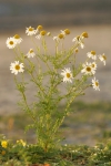 Strandkamille (Matricaria maritima)