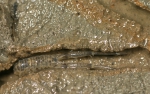 Corophium volutator, author: Decleer, Misjel Corophium volutator, author: Decleer, Misjel