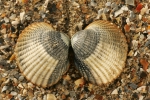 Kokkel