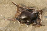 Roggeei