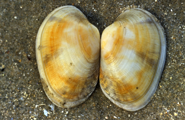 pullet carpet shell