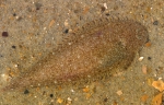 Dwergtong