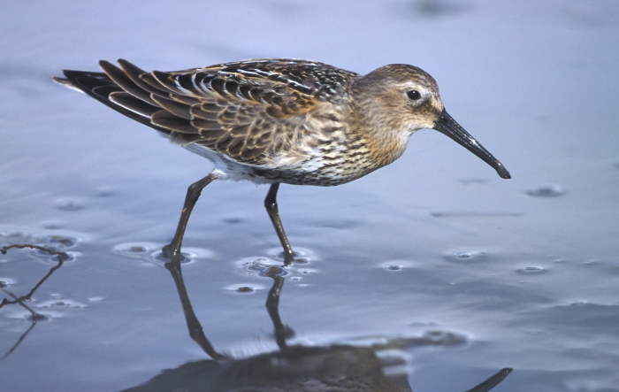 Bonte strandloper