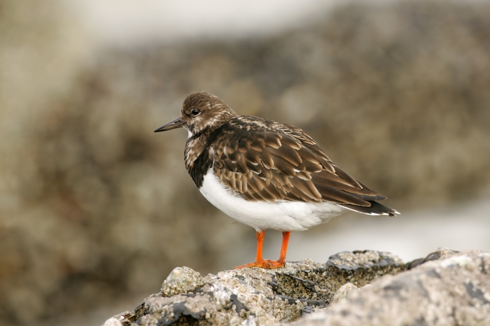 Steenloper in winterkleed