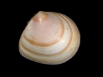 Macoma balthica (Linnaeus, 1758) 