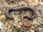Borstelwormen