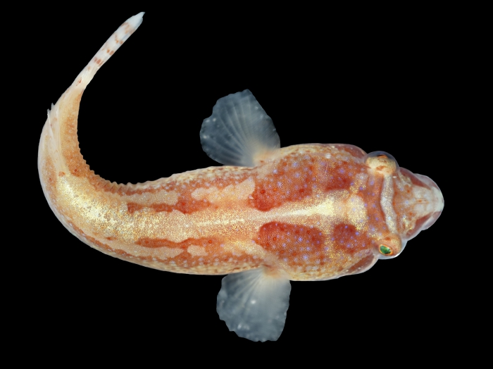 Diplecogaster bimaculata bimaculata (Bonnaterre, 1788) 