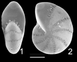 Elphidium albanii Queensland Australia holotype, author: Hayward, Bruce