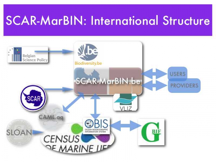 SCAR-MarBIN International Structure