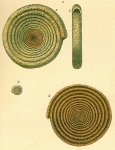 Ammodiscus anguillae