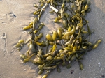 Ascophyllum nodosum (Linnaeus) Le Jolis, 1863 , author: Filip Nuyttens