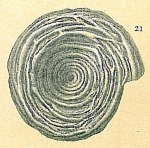 Cornuspira lacunosa, author: Tomas Cedhagen