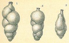 Uvigerina canariensis, author: Tomas Cedhagen
