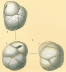 Species