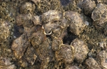 Japanse oester - Crassostrea gigas
