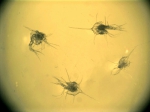 Mesozooplankton