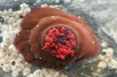 Actinia equina (Linnaeus, 1758), author: Decleer Misjel Actinia equina (Linnaeus, 1758), author: Decleer Misjel