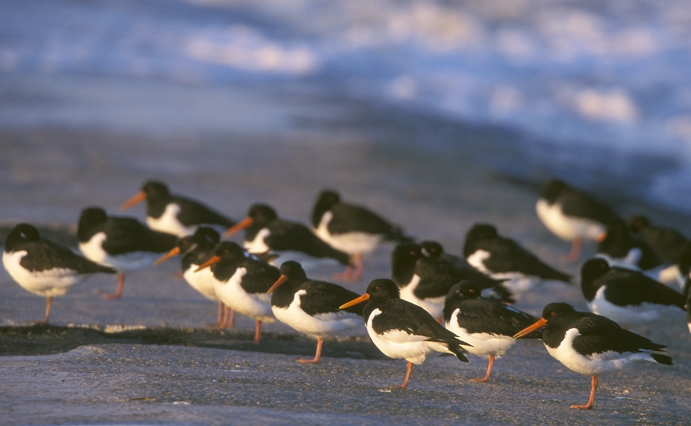 Haematopus ostralegus Linnaeus, 1758 