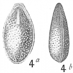 Lagena marginatoperforata, author: Cedhagen, Tomas