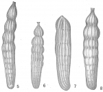 Marginulina costata